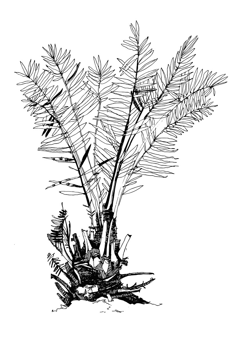 illustrations Drawing  sketch botanical art plants palm Tropical book design print