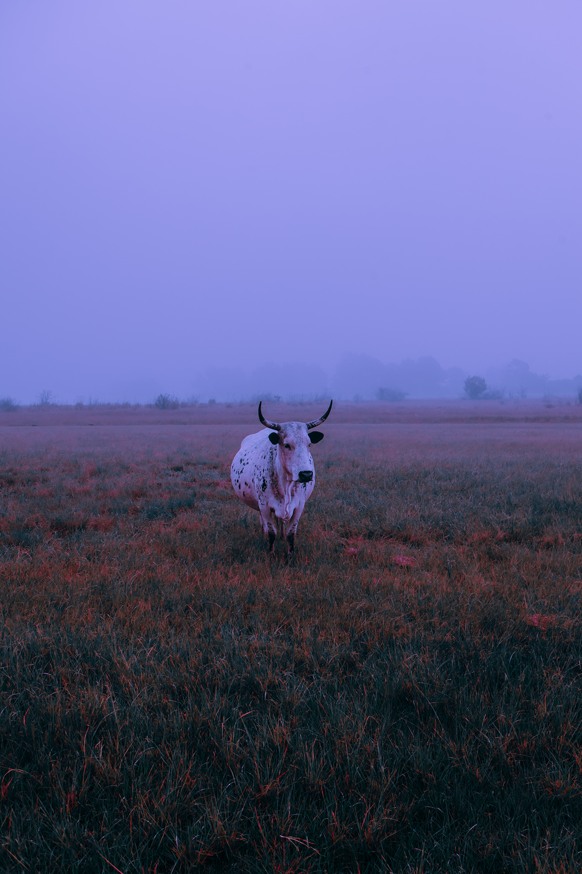 winter fog mist south africa durban Nature cows pink