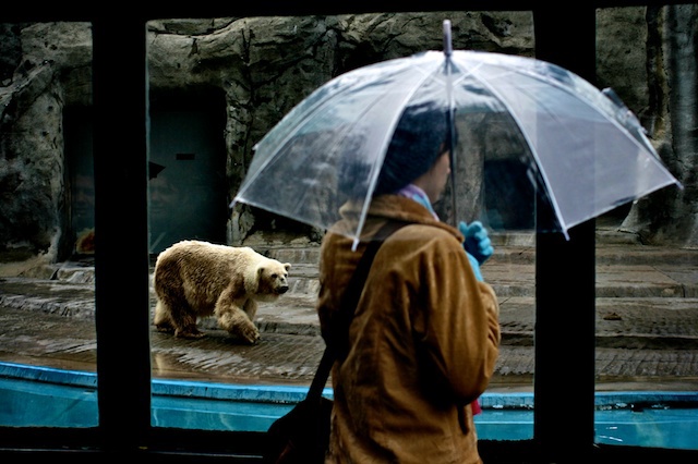 zoo  animals Captivity