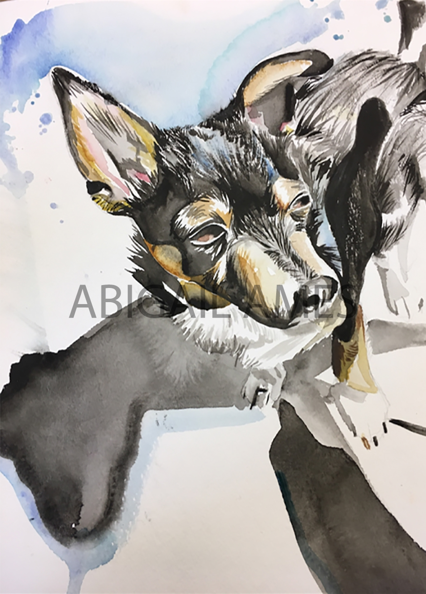 watercolor complementory colors dry brush dog portrait chihuahua