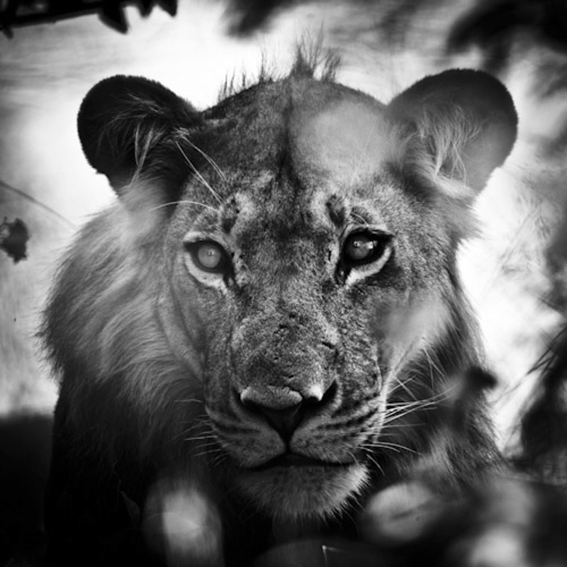 Nature wildlife africainblackandwhite bandw lion n&b