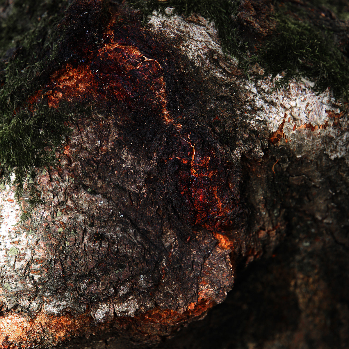 Nature abstract Aerial Landscape bark Tree climate change macro environment imagination