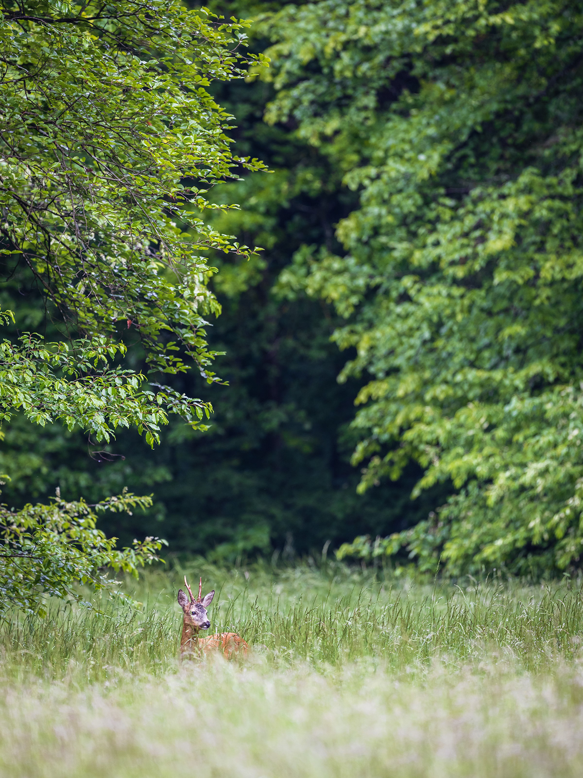 München munich natur Nymphenburg Nymphenburg Castle Rehbock Rehwild roe deer wildlife Wildtiere