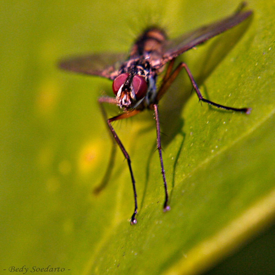 macro macros close up Nature wild life indonesia animal insect water