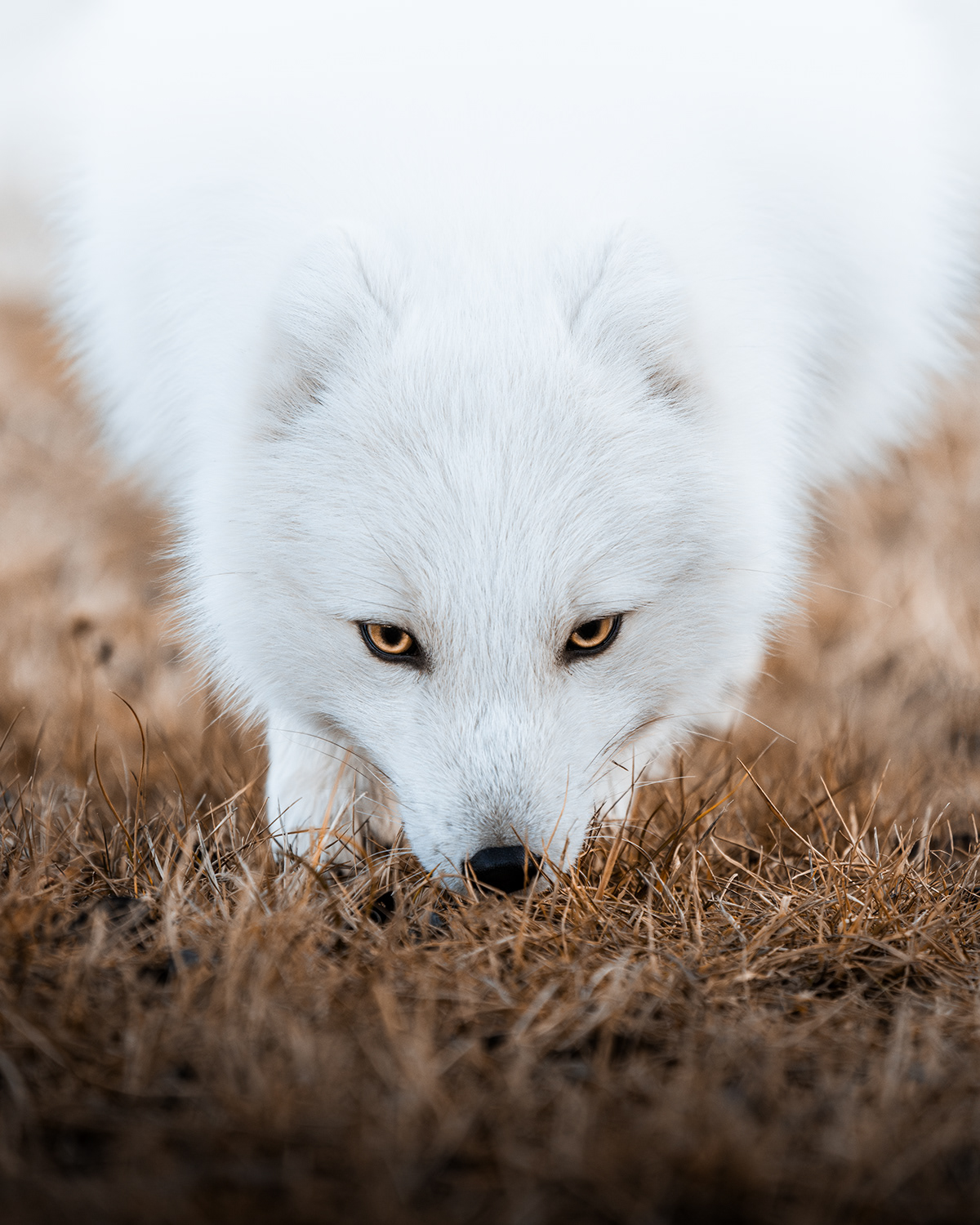 iceland Wildlife photography arctic fox animal winter fine art photography Nature lightroom Photography  Sony