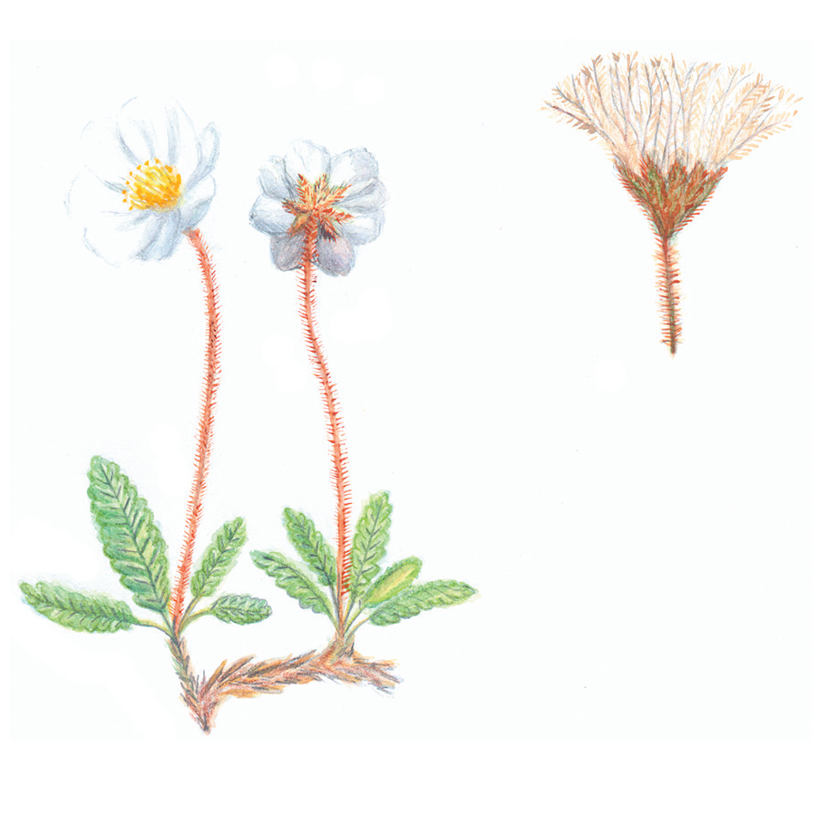 Dryas octopetala - watercolor and ink illustration on a white background