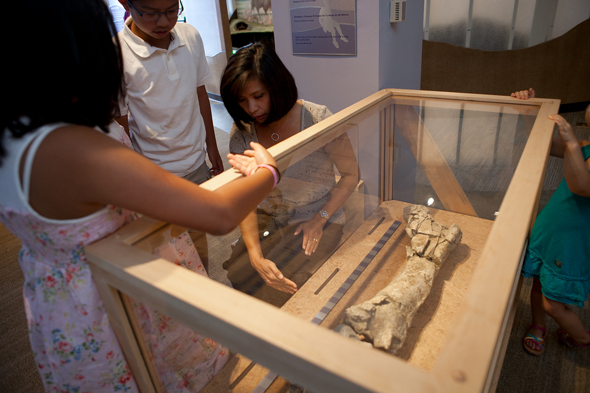 Museum Exhibit children's museum science exhibit paleontology