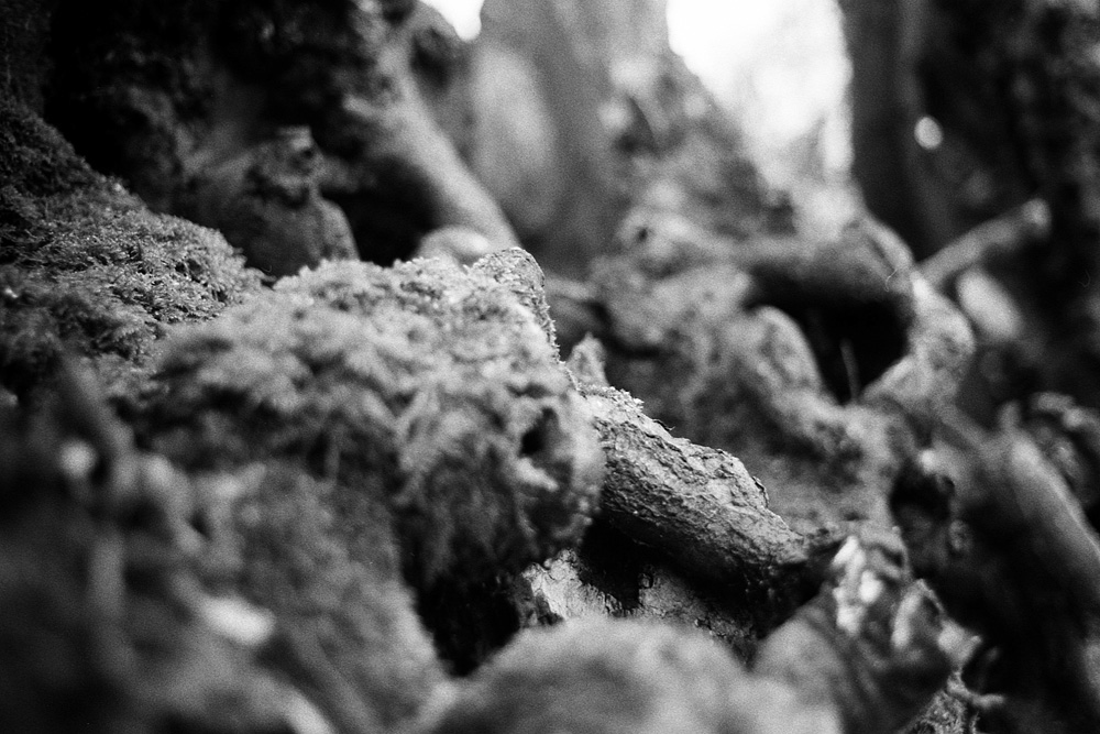 35mm Analogue horror grotesque surreal trees Nature organic ILFORD Canon AE-1 Program deformed malformed grain lovecraft disturbing