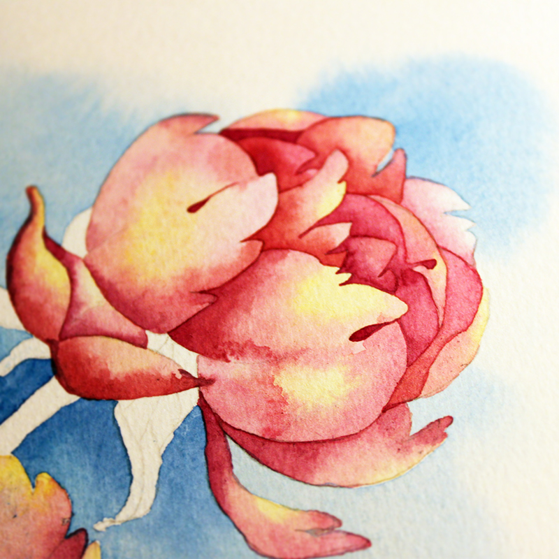 watercolor peony Flowers floral