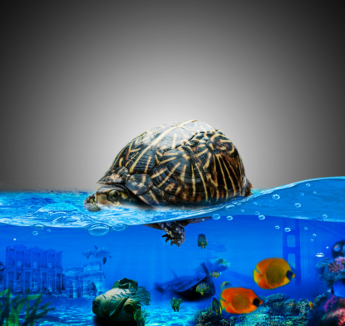 Turtle Manipulation Turtle manipulation ŞÜKRÜ ÇERÇİ  PS see deniz şehir manuplasyon kablumbağa tarih su altı hazine