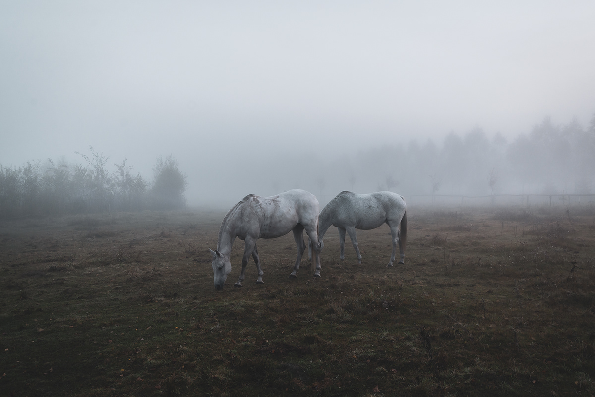 Outdoor Nature foggy horses animals meadow countryside