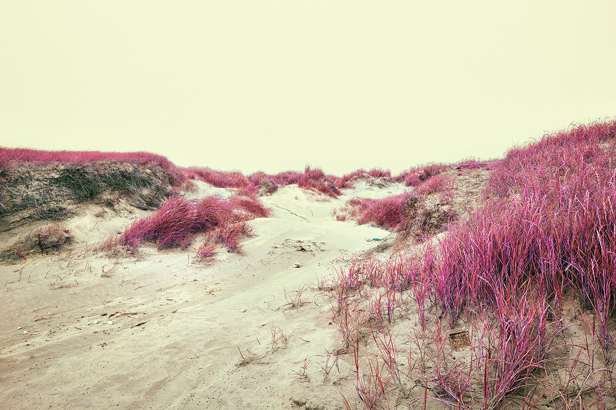 dune Marram Grass sea sand grass brittany beach