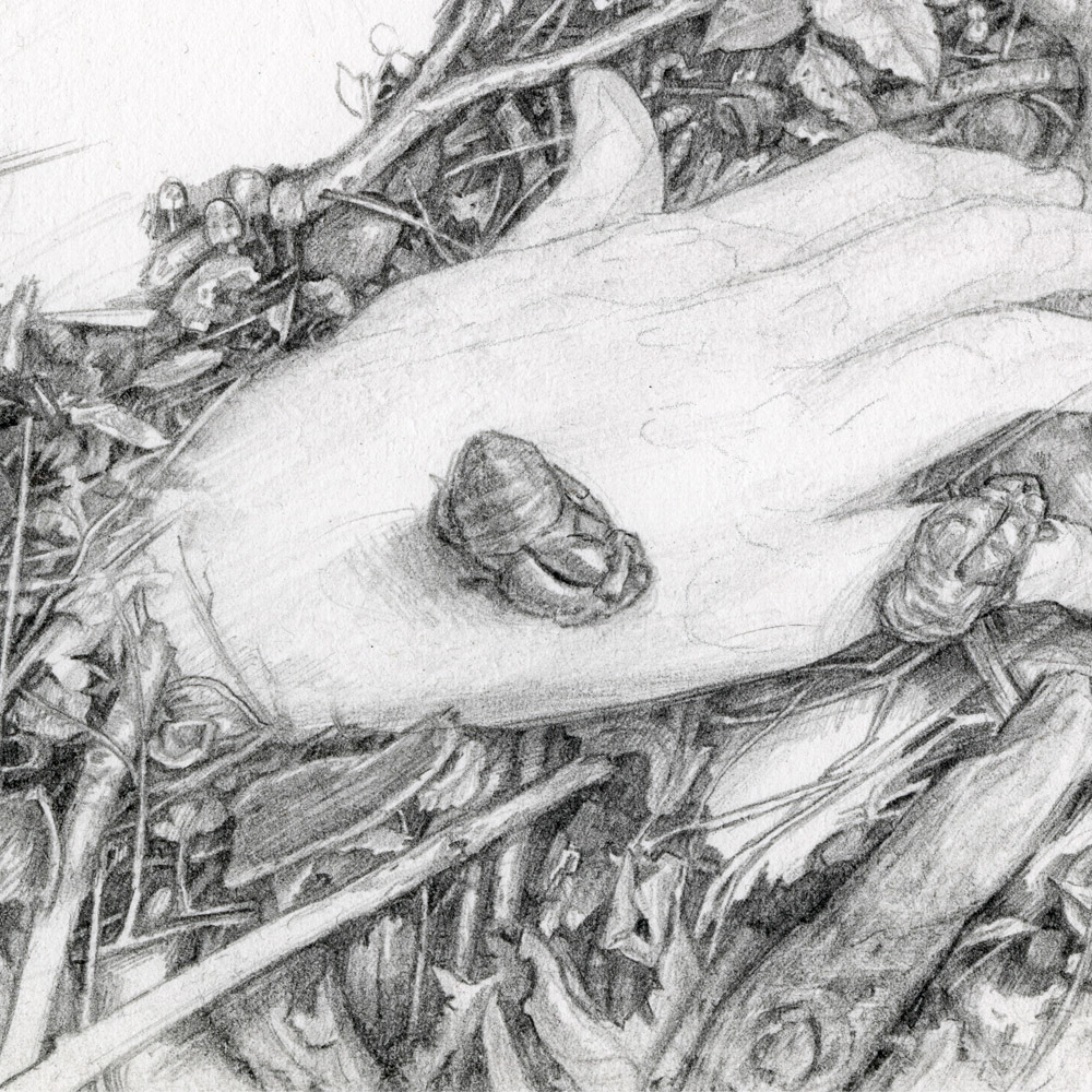 tdylan t. dylan moore burial graphite Nature snake cicada hands