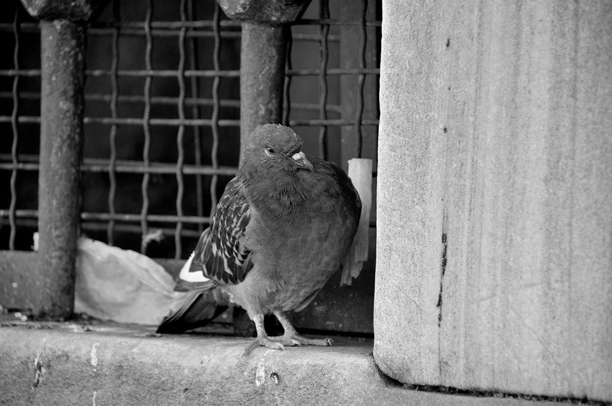 istanbul melikegungorer siyabeyaz blackandwhite birds streetphotography