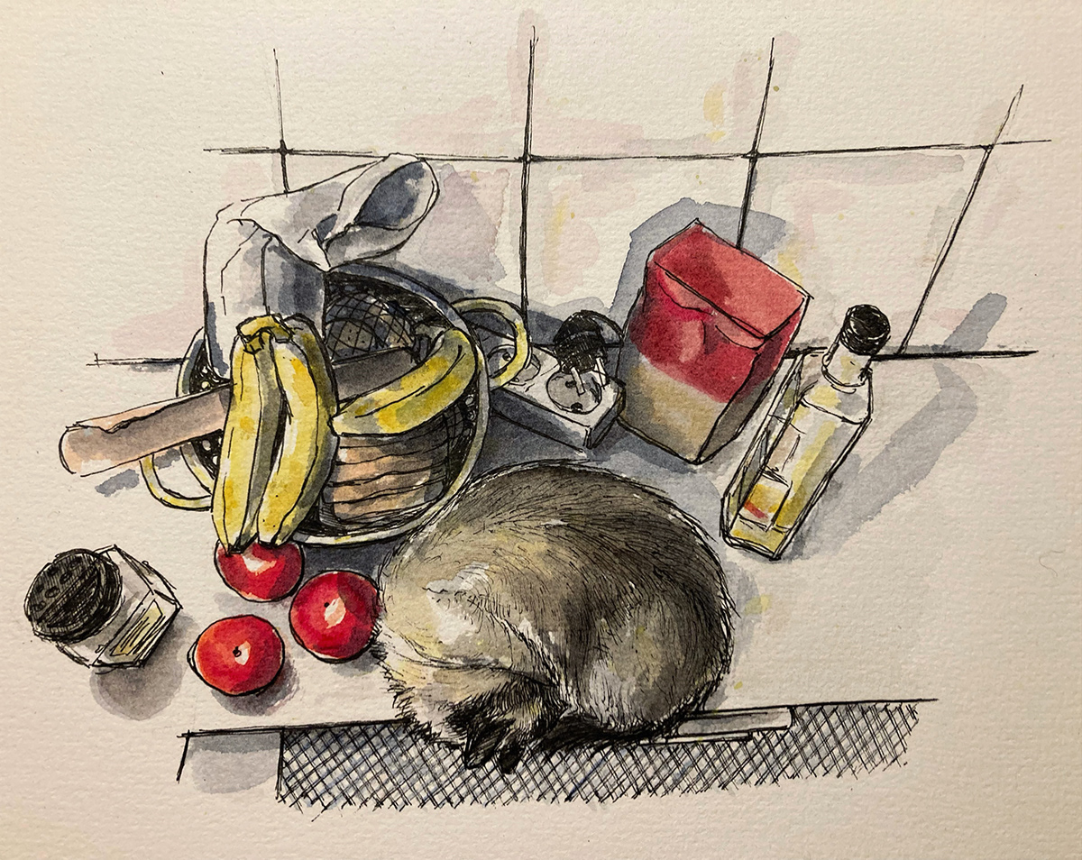 Cat Drawing  food illustration illsutration ink sketchbook still life watercolor
