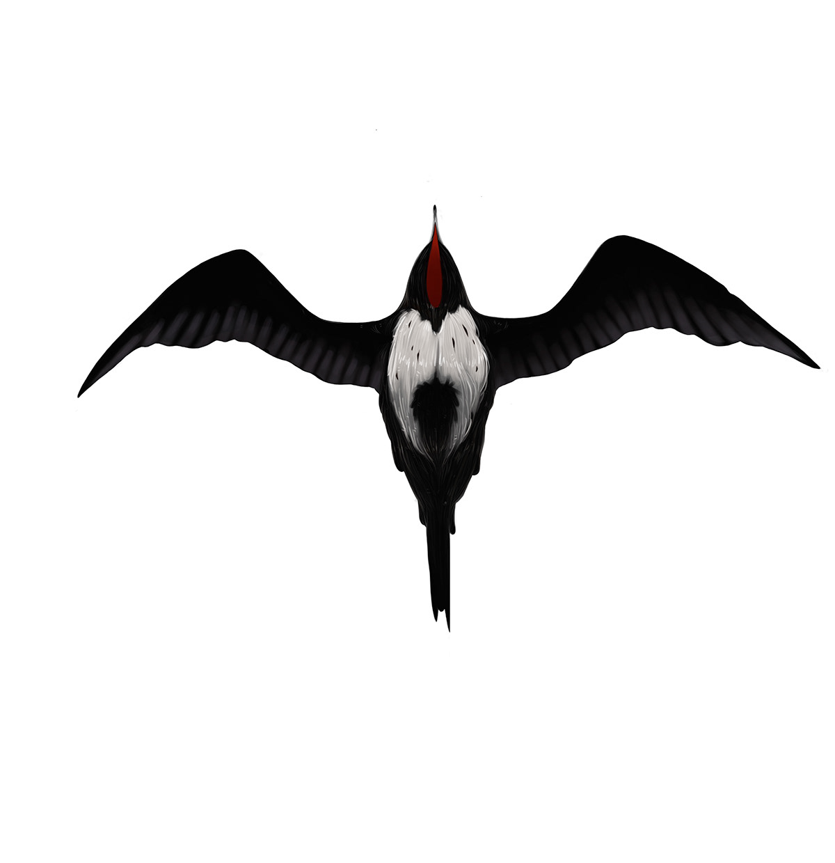 Frigate Bird bird Flying