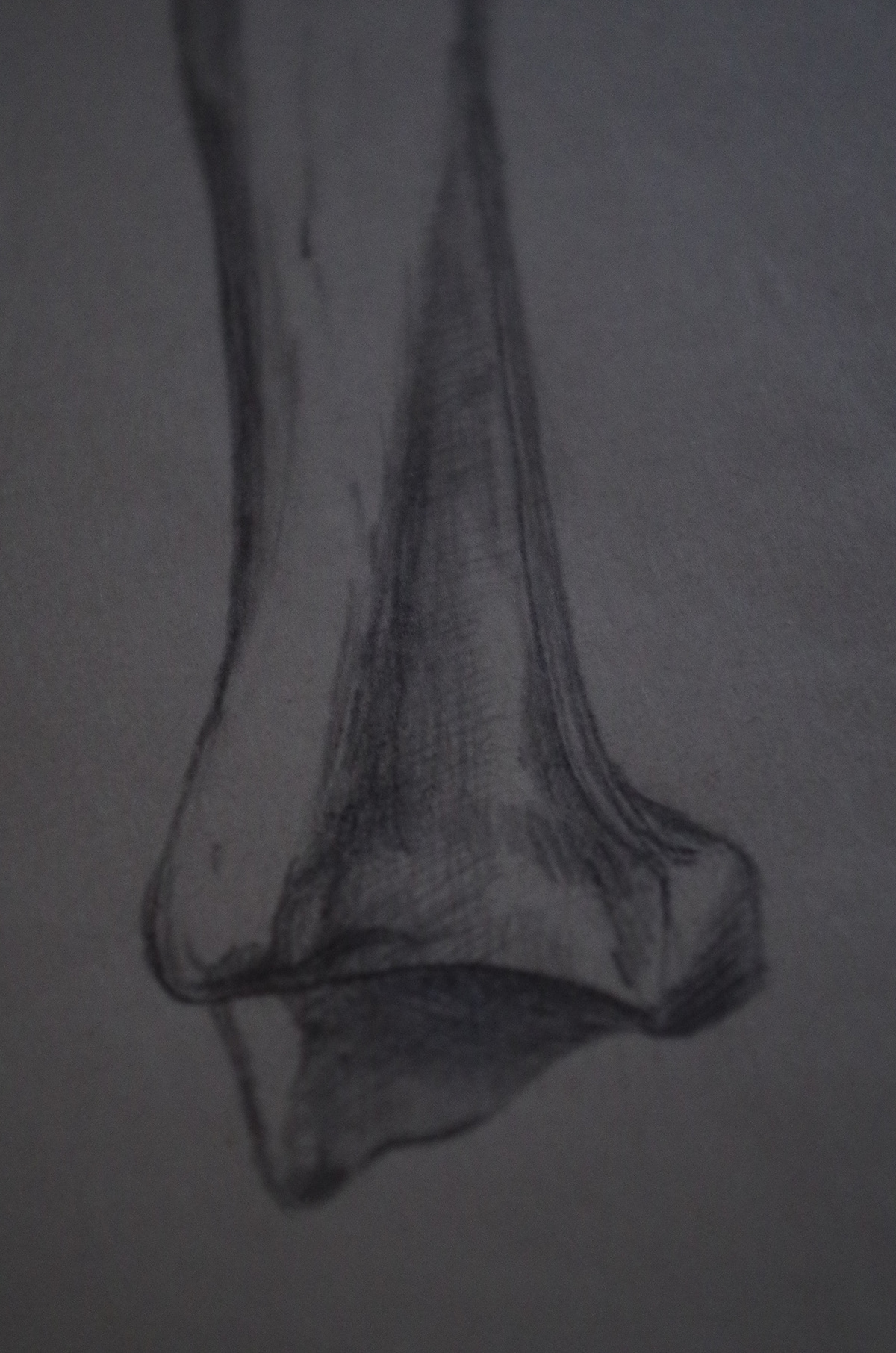 Tibia bone anatomy academic drawing study pencil pencil on paper paper black and white b/w Human Body human anatomy