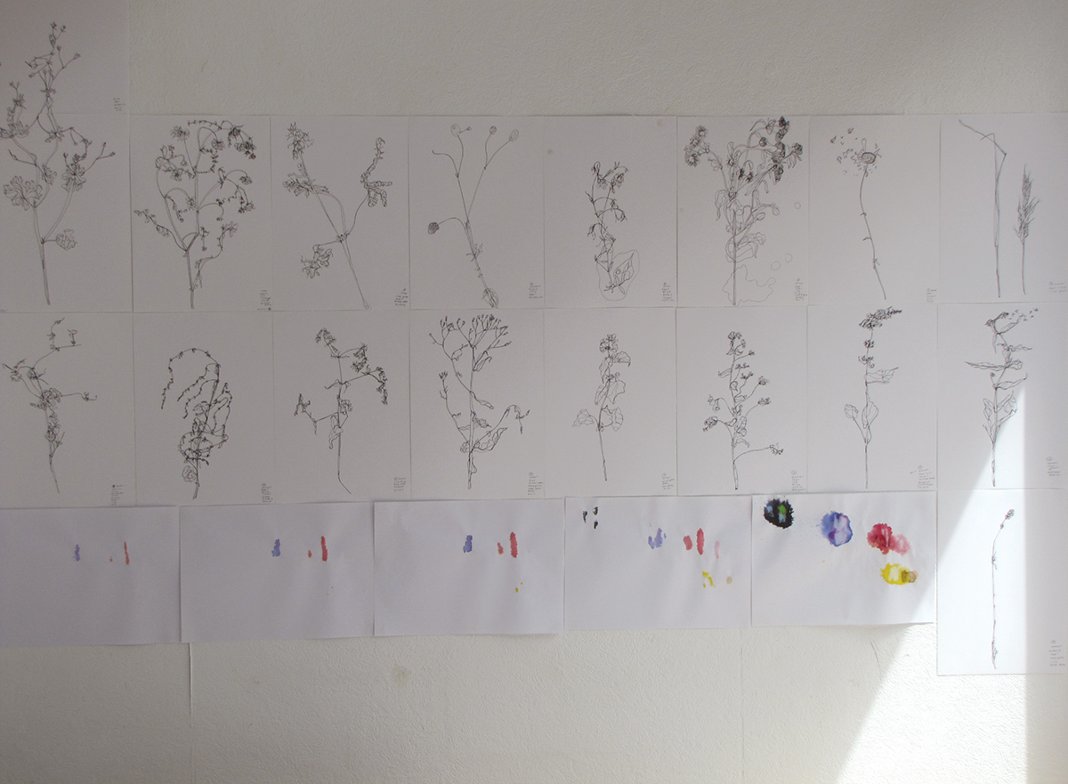 Nature environment Performance Flora Wildlife garden Dried flower drawing on location urbanization unknown territory native plants Cities