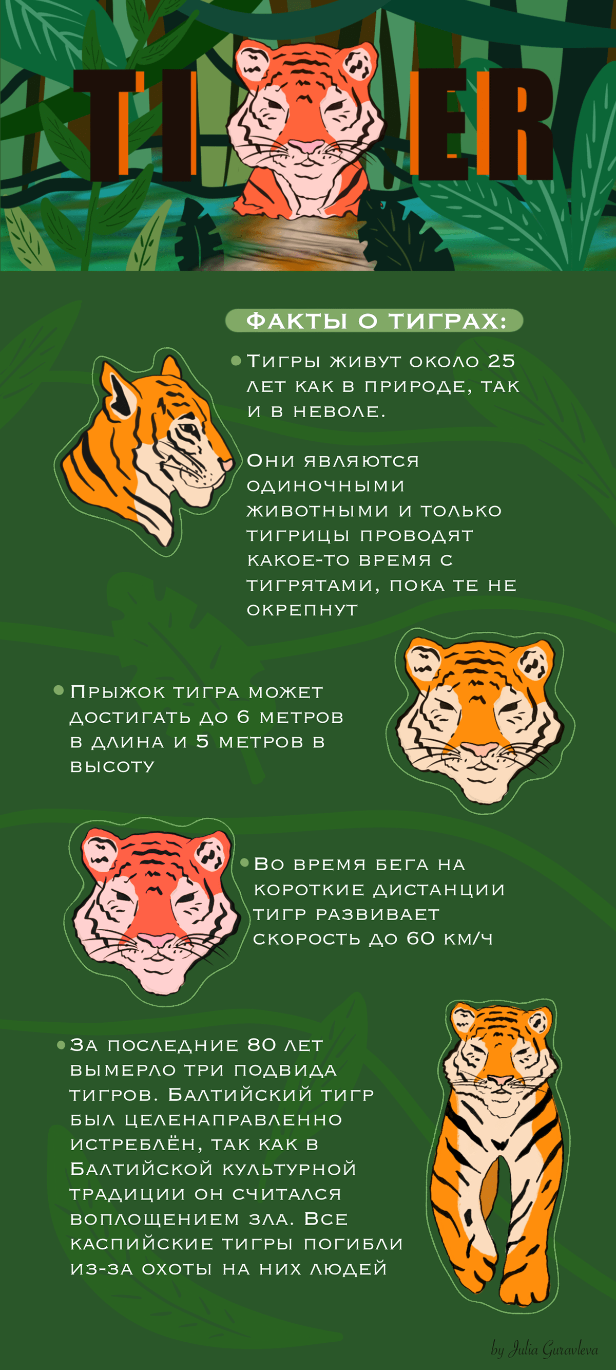 art ILLUSTRATION  Procreate иллюстрации тигр факты