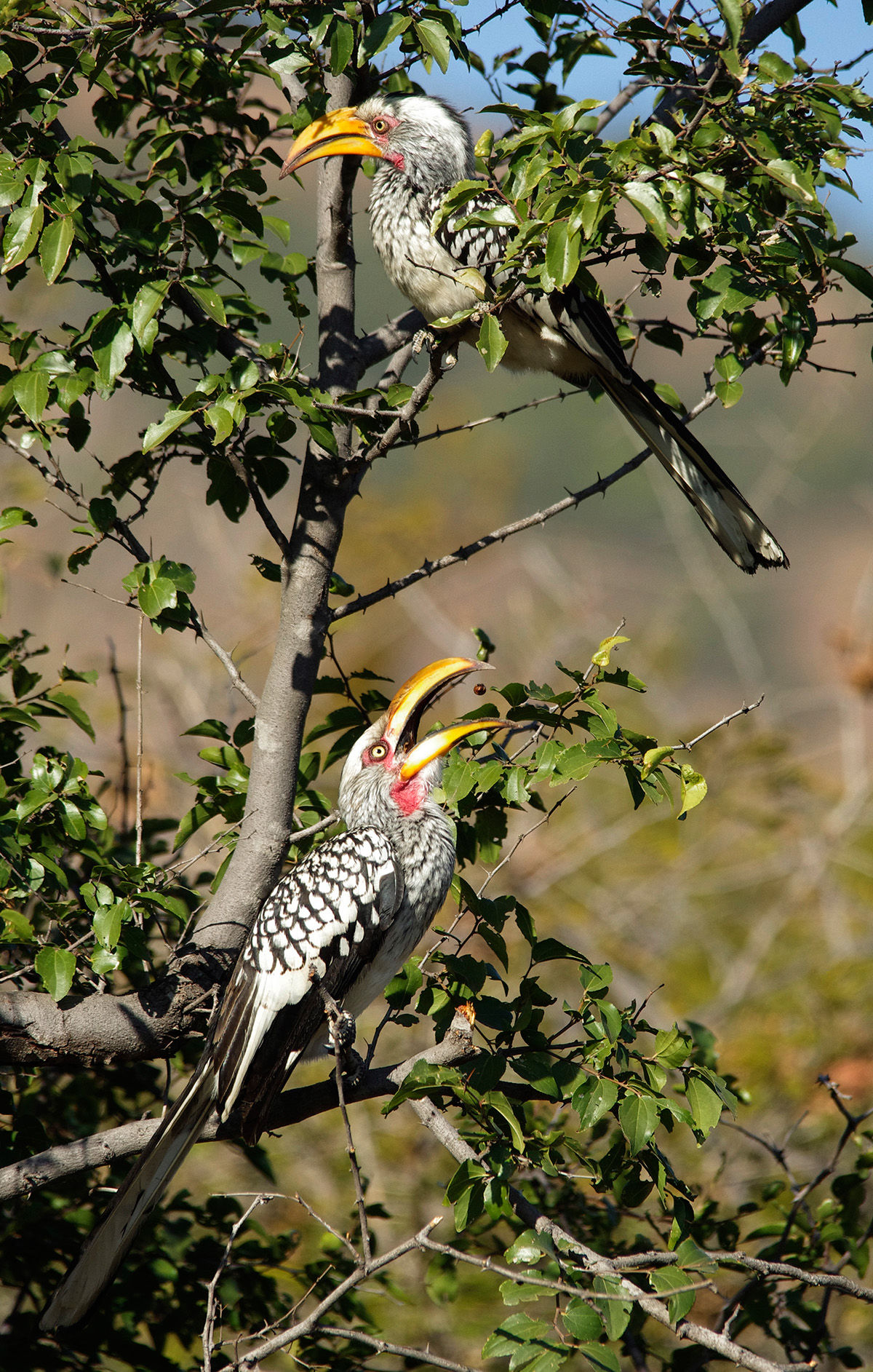 south africa wildlife duiker common duiker hornbill animals africa Nature