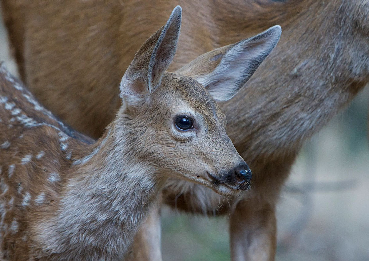 Adobe Portfolio Black-tailed deer fawn doe mule deer Wildlife photography