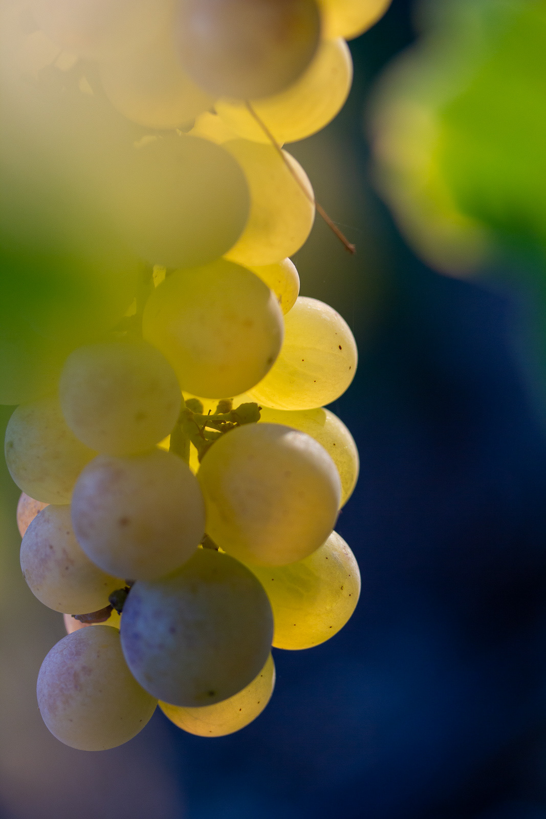 chasselas Golden Light grapes Natural Light swiss wine Switzerland Vineyards wine wine grapes winelover