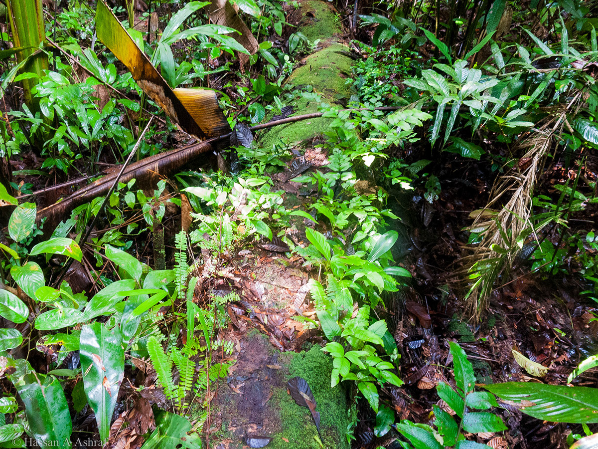 Adobe Portfolio Amazon colombia Brazil jungle Nature Amazonas trees