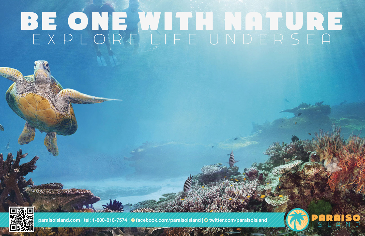 paradise Island design surfing islands Nature vacation water beach Ocean Promotion fictional Cities Website bumper