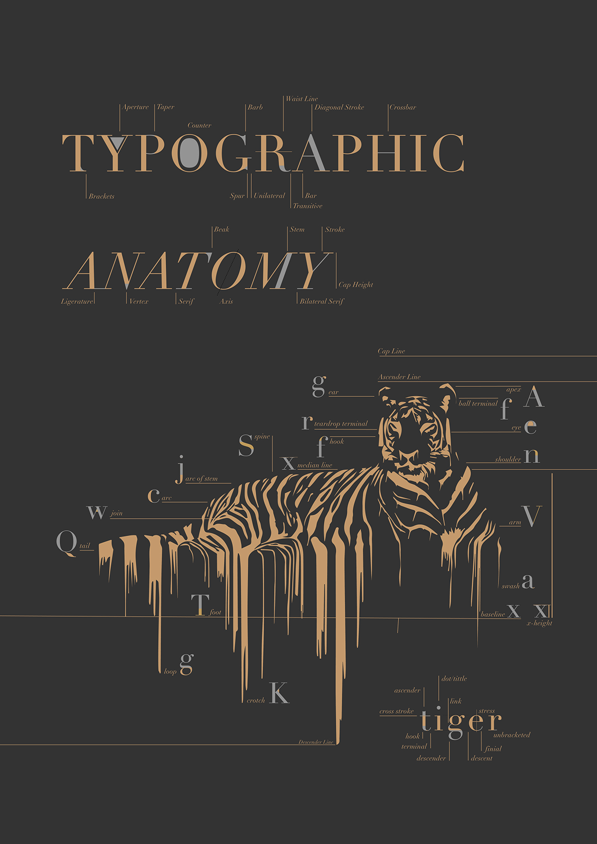 type Didot Typeface grey gold tiger graphics