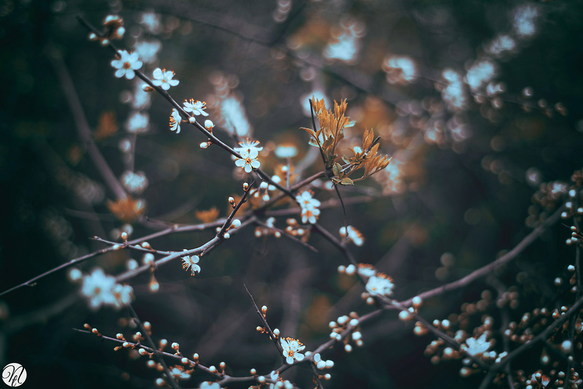 spring Flowers april Bud branches blur White pink apricot shrubbery Nature blue Day trees close up