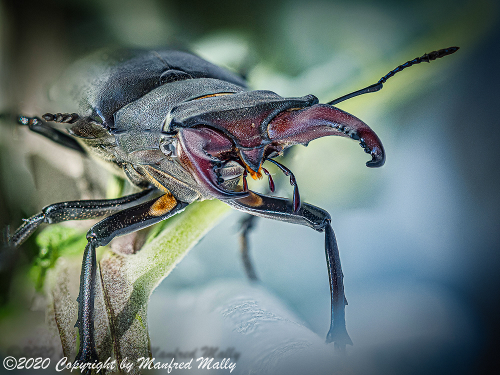 beetle eiche forest hirschkäfer kafer male männlich oak stag beetle wald