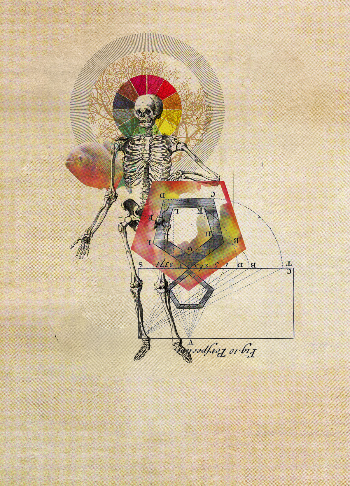 anatomical animals collage drips editorial fine art memento mori occult photoillustration skulls