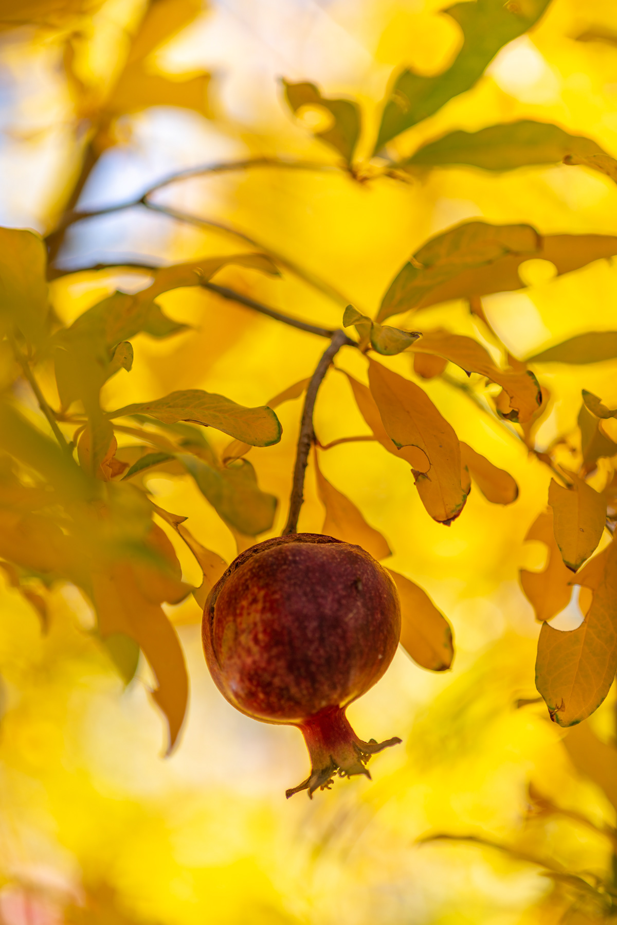 Nature still-life Photography  pomegranate scottweaver