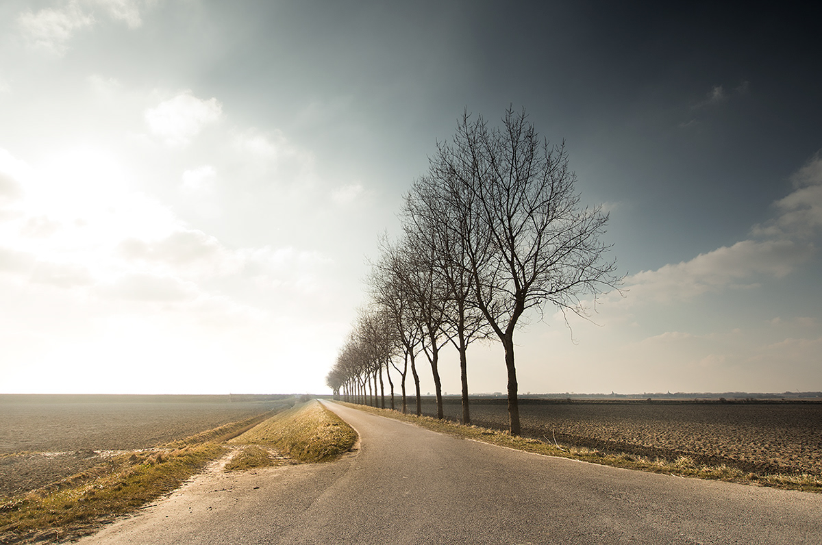 silence Holland Netherlands dutch quiet simplicity Nature trees Landscape landscapephotography