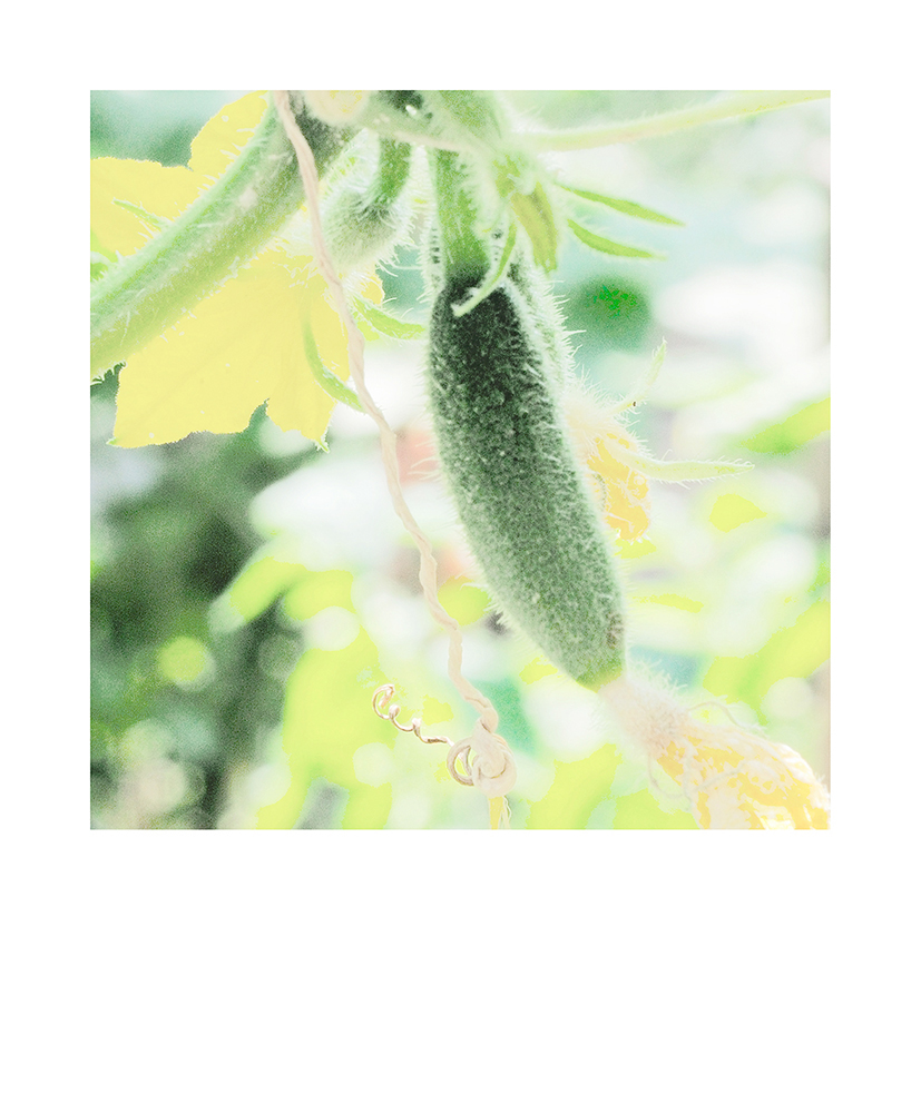 garden Community Garden Urban urbanit hungary budapest city vegetables plants Nature