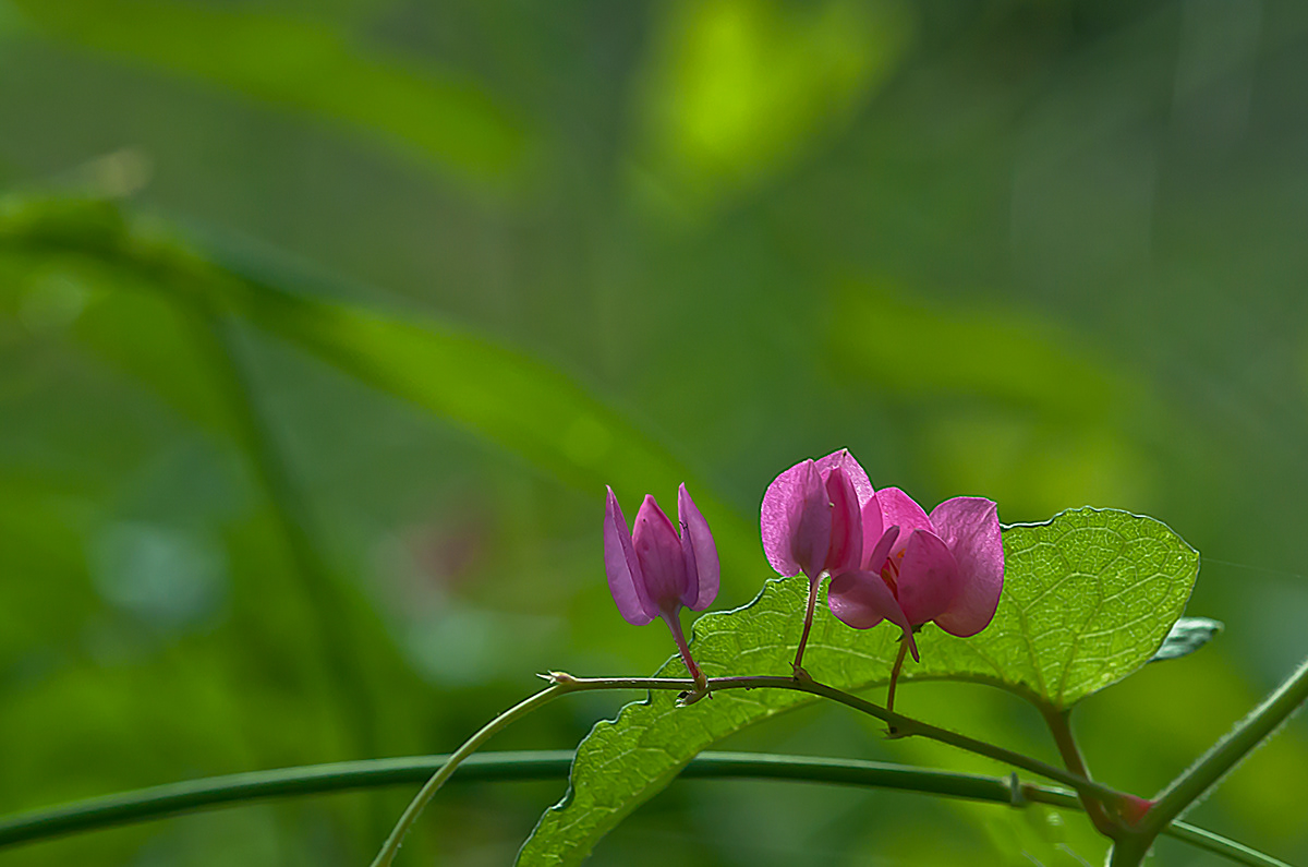 Flowers honolulu curly countryside pink green