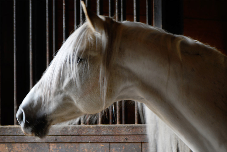 horses equine dressage