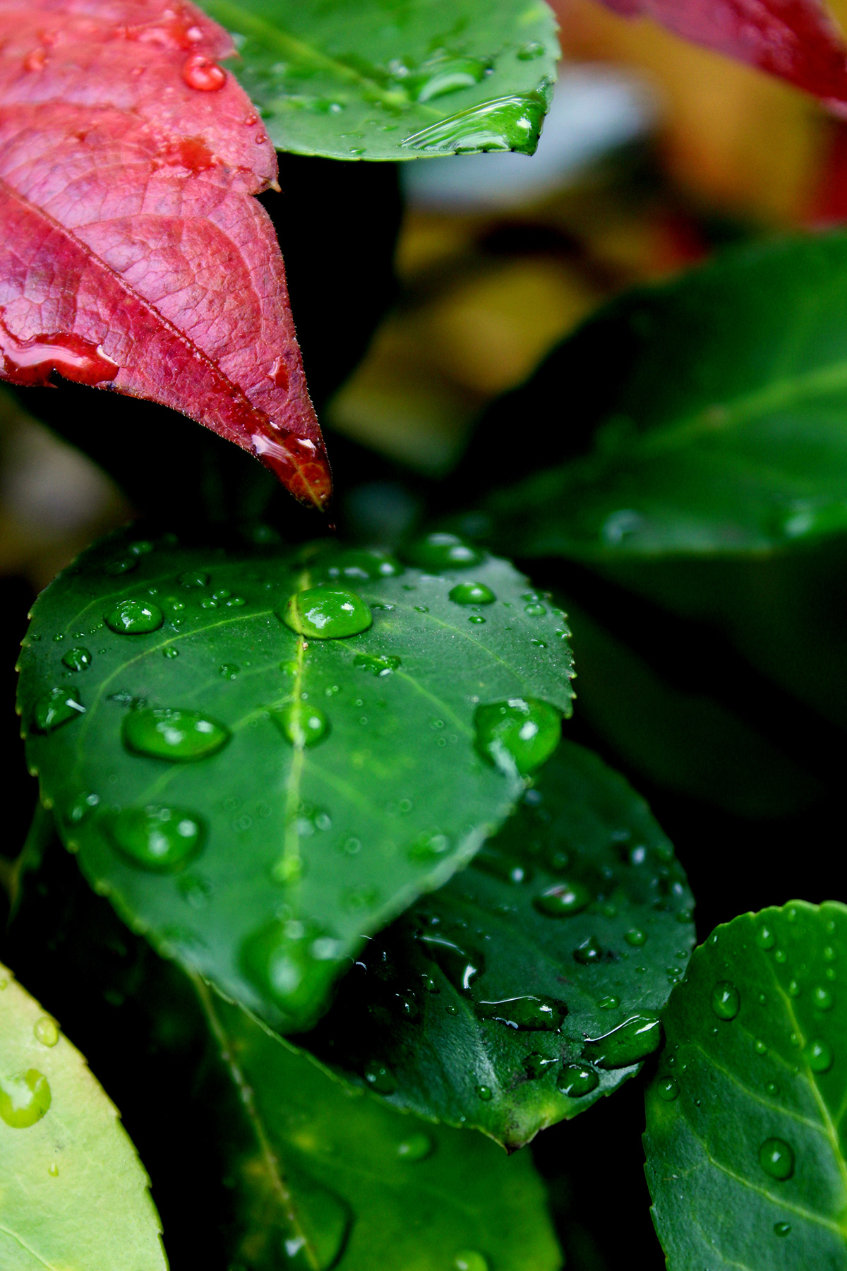 rain quenched wet Raindrops summer Fall spring outdoors Nature macro