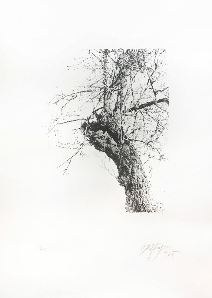 branches grabado lithography print prontoplate trees trunk
