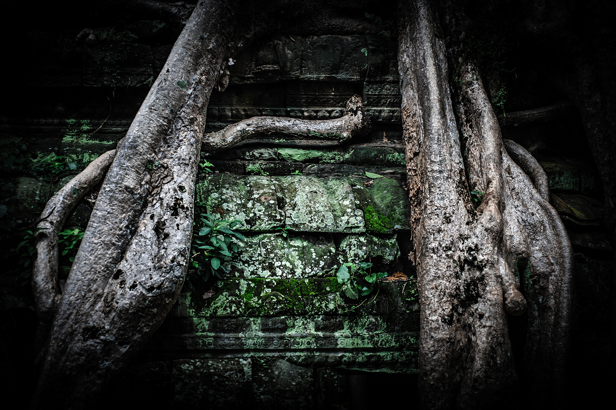 asia Cambodia Cambogia angkor Siem Reap iannacell roots radici trees Alberi temple buddhism