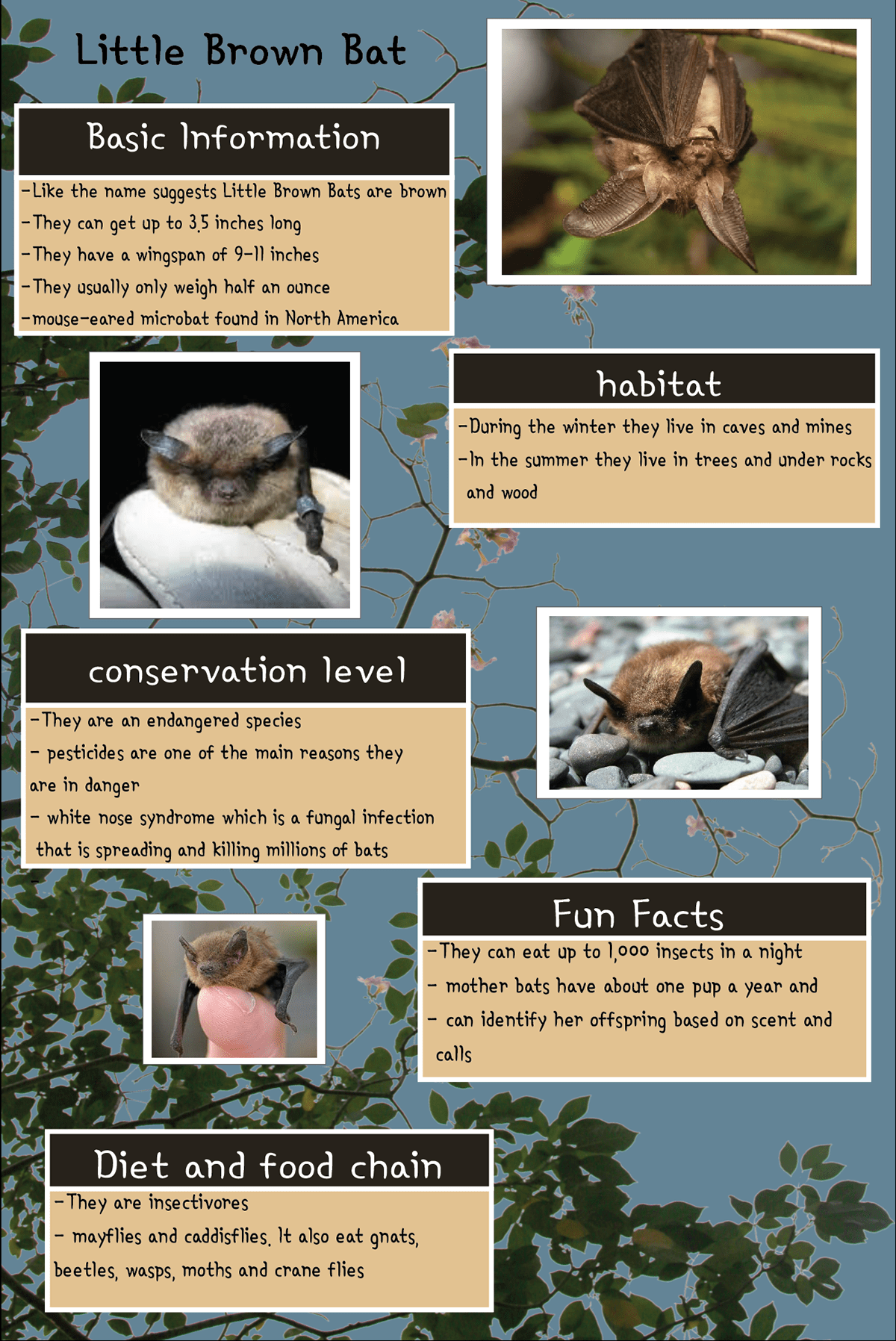 infographic bat little brown bat