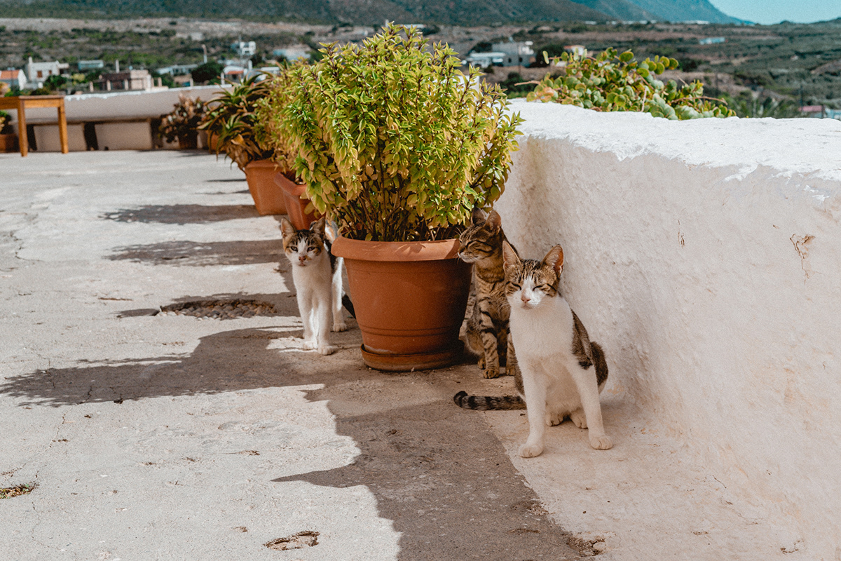 Sitting cats in Crete