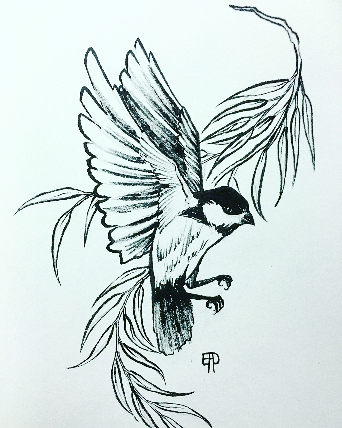 Spot Illustrations chickadee willow weeping willow fauna Nature black and white ink ink brush pen  and ink