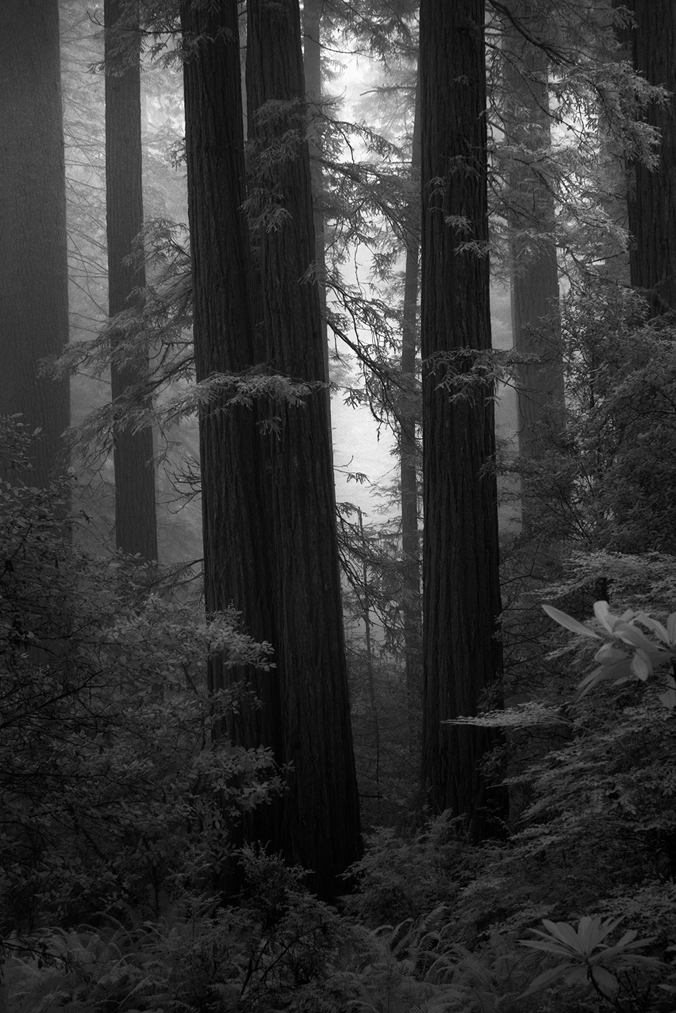 redwoods trees fog mist leaves light black and white infrared IR