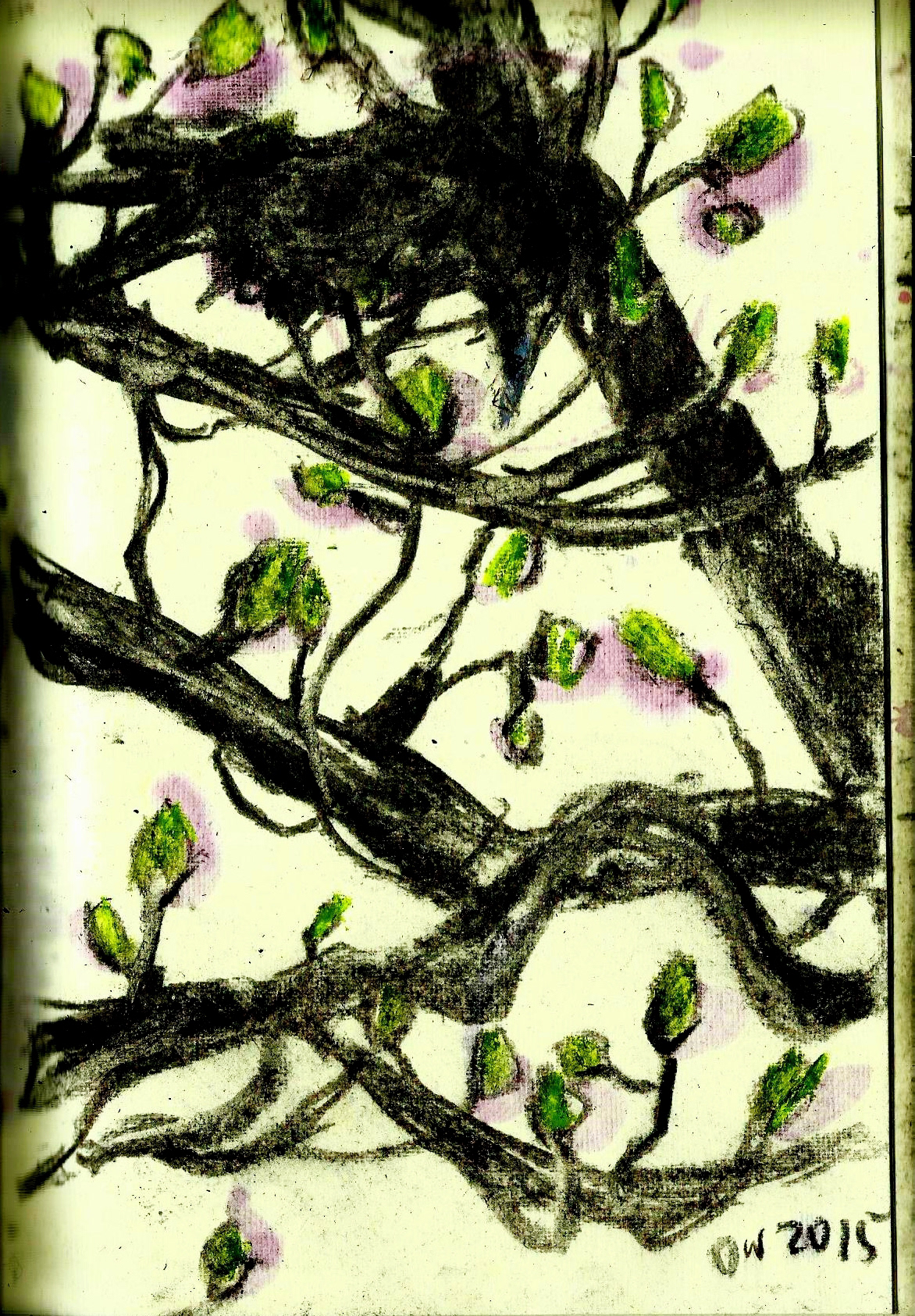 birds spring olivia weiss