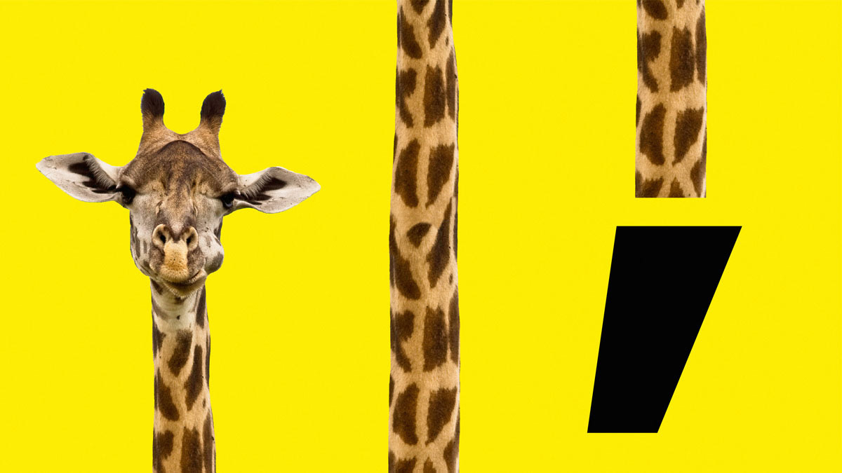 Image may contain: giraffe, animal and standing