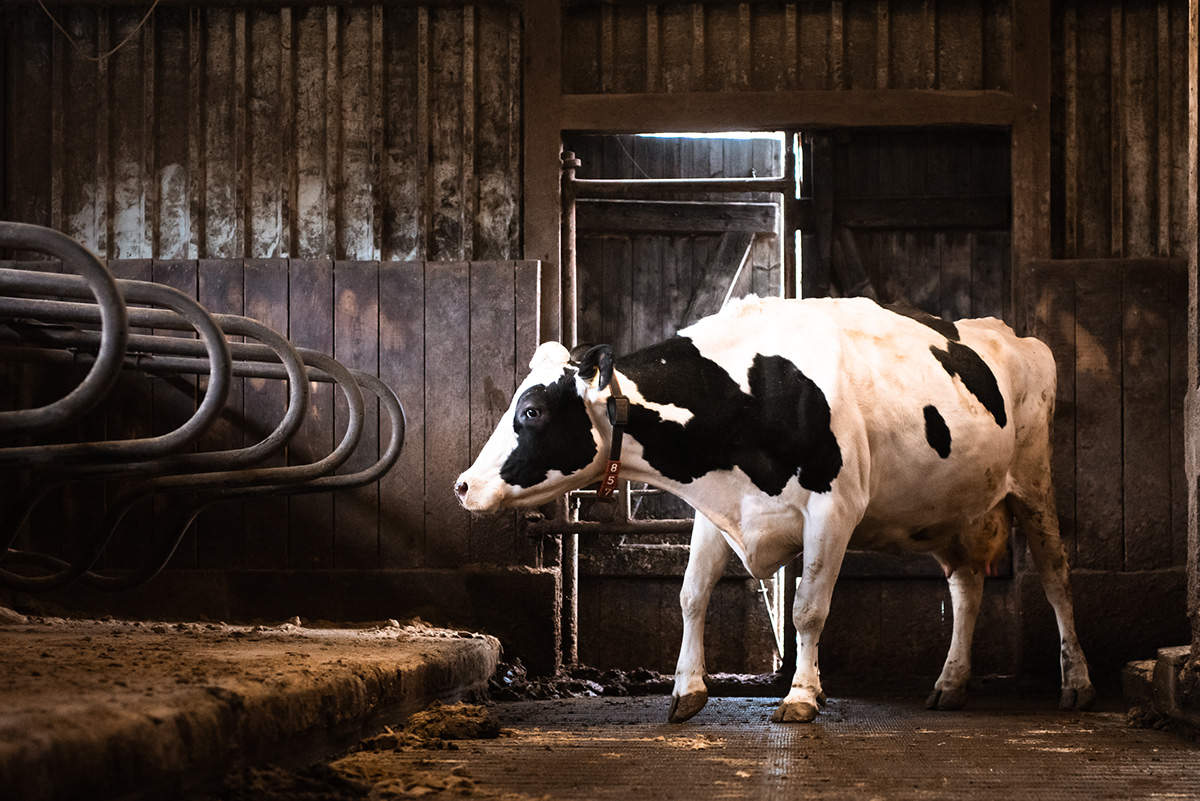 Bauernhof cow Dairy farm kühe Landwirt landwirtschaft low light milch milk