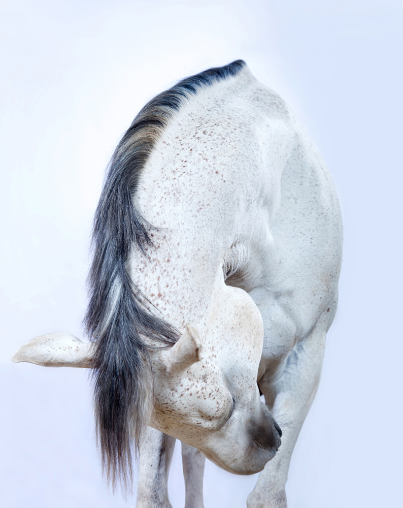 Andrew McGibbon art Exhibition  horses photo Photography  wild horses