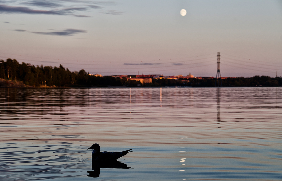 sunset  water  moon  bird swan