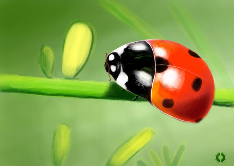 digital painting coccinelle Cox